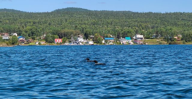 Rossport Loons
